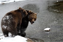 BWaldD5 18-02-14 1278   Photos ACG 2017