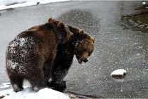 BWaldD5 18-02-14 1280   Photos ACG 2017