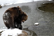 BWaldD5 18-02-14 1295   Photos ACG 2017