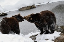 BWaldD5 18-02-14 1315   Photos ACG 2017