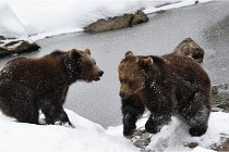 BWaldD5 18-02-14 1318   Photos ACG 2017