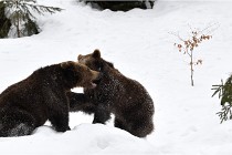 BWaldD5 18-02-14 1330   Photos ACG 2017