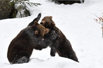 BWaldD5 18-02-14 1333   Photos ACG 2017