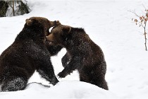 BWaldD5 18-02-14 1337   Photos ACG 2017