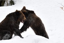 BWaldD5 18-02-14 1341   Photos ACG 2017