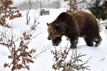 BWaldD5 18-02-14 1363   Photos ACG 2017