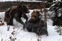 BWaldD5 18-02-14 1410   Photos ACG 2017