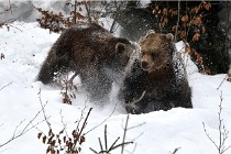 BWaldD5 18-02-14 1415   Photos ACG 2017