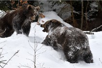 BWaldD5 18-02-14 1423   Photos ACG 2017