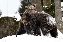 BWaldD5 18-02-14 1464   Photos ACG 2017