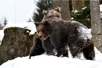 BWaldD5 18-02-14 1467   Photos ACG 2017