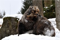 BWaldD5 18-02-14 1486   Photos ACG 2017