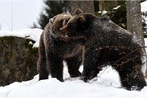 BWaldD5 18-02-14 1501   Photos ACG 2017