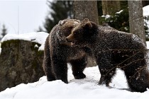 BWaldD5 18-02-14 1503   Photos ACG 2017