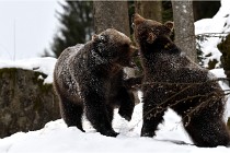 BWaldD5 18-02-14 1504   Photos ACG 2017