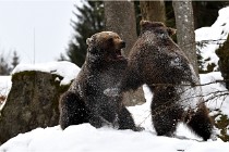 BWaldD5 18-02-14 1508   Photos ACG 2017