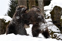 BWaldD5 18-02-14 1511   Photos ACG 2017