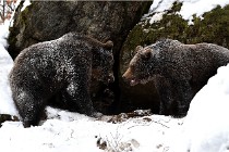 BWaldD5 18-02-14 1532   Photos ACG 2017