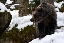 BWaldD5 18-02-14 1552   Photos ACG 2017