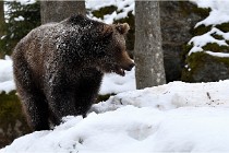 BWaldD5 18-02-14 1568   Photos ACG 2017