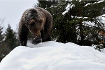 BWaldD5 18-02-14 1583   Photos ACG 2017