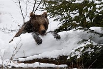 BWaldD5 18-02-14 1592   Photos ACG 2017