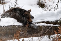 BWaldD5 18-02-14 1617   Photos ACG 2017