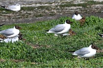 D500 Texel 18-05-26 00010   Photos ACG 2018