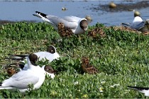 D500 Texel 18-05-26 00013   Photos ACG 2018
