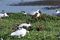 D500 Texel 18-05-26 00016   Photos ACG 2018