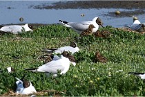 D500 Texel 18-05-26 00017   Photos ACG 2018