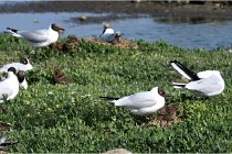 D500 Texel 18-05-26 00020   Photos ACG 2018