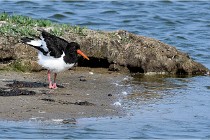 D500 Texel 18-05-26 00031   Photos ACG 2018
