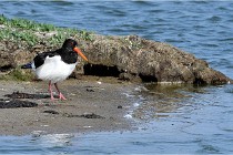 D500 Texel 18-05-26 00033   Photos ACG 2018