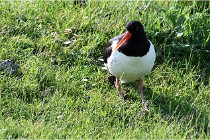 D500 Texel 18-05-26 00035   Photos ACG 2018