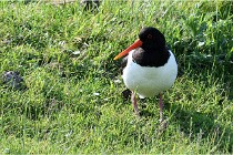 D500 Texel 18-05-26 00037   Photos ACG 2018