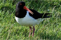 D500 Texel 18-05-26 00039   Photos ACG 2018