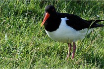 D500 Texel 18-05-26 00042   Photos ACG 2018