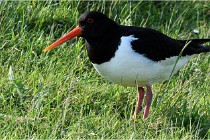 D500 Texel 18-05-26 00044   Photos ACG 2018