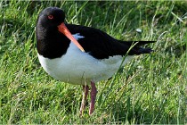 D500 Texel 18-05-26 00048   Photos ACG 2018