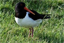 D500 Texel 18-05-26 00053   Photos ACG 2018