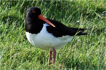D500 Texel 18-05-26 00054   Photos ACG 2018
