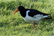 D500 Texel 18-05-26 00069   Photos ACG 2018