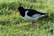 D500 Texel 18-05-26 00070   Photos ACG 2018