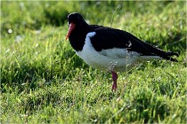 D500 Texel 18-05-26 00078   Photos ACG 2018