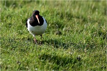 D500 Texel 18-05-26 00091   Photos ACG 2018