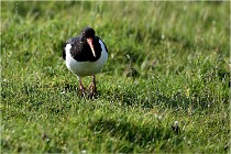 D500 Texel 18-05-26 00092   Photos ACG 2018