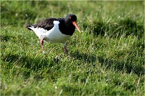 D500 Texel 18-05-26 00093   Photos ACG 2018