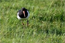 D500 Texel 18-05-26 00098   Photos ACG 2018