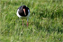 D500 Texel 18-05-26 00099   Photos ACG 2018